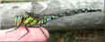 Libelle_gr2.jpg (30049 Byte)