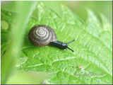Schnecke_26.6.04_1.jpg (23585 Byte)