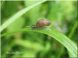 Schnecke_9.6.04.jpg (22492 Byte)