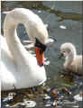 Schwanenmama.jpg (24720 Byte)