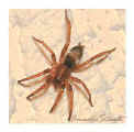 Spinne28.10.03.jpg (13151 Byte)
