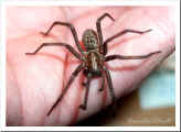 Spinne_12.10.03.jpg (36794 Byte)