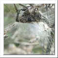 Spinne_17.10.03_4.jpg (17273 Byte)