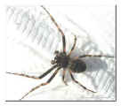 Spinne_2.10.03.jpg (17791 Byte)