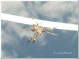 Spinne_5.9.03.jpg (25381 Byte)
