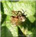 Spinnenpaarung-2.jpg (26530 Byte)