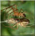 Spinnenpaarung-3.jpg (20111 Byte)