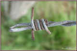 Stacheldraht_1.jpg (22641 Byte)
