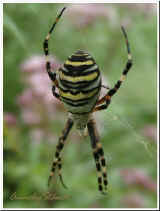 Wespenspinne ( Argiope bruennichi )_26.8.05_2.jpg (24538 Byte)