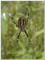 Wespenspinne ( Argiope bruennichi )_26.8.05_3.jpg (22338 Byte)