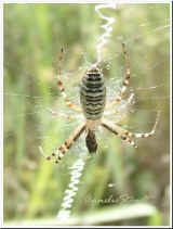 Wespenspinne ( Argiope bruennichi )_29.8.05_5.jpg (24444 Byte)